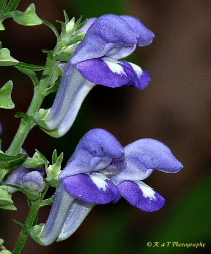 {Scutellaria incana var. punctata}